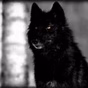 Dark Wolf Radio logo