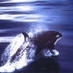 Radio Aorca logo