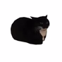 Maxwell Cat Radio logo