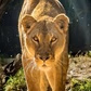 Nala Radio logo