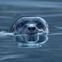 Spinning Seal FM logo