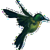 Hummingbird Radio logo