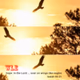 Logo de WLE - Soar Like An Eagle