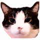 Kmeo The Meow logo