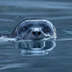 Logo de Spinning Seal FM