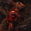 Necrophagus logo