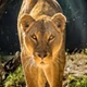 Nala Radio logo