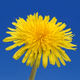 Logo de Dandelion Radio