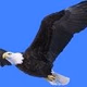 Logo de Eagle Country Radio