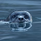 Spinning Seal FM logo