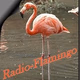 Logo de Radio Flamingo