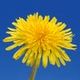 Dandelion Radio logo