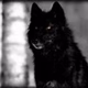 Dark Wolf Radio logo