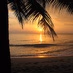La Zona Tropical logo