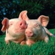 schlagerschweinchen logo