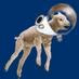 Logo de Wzlradio