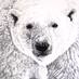 Polar Bear Radio logo