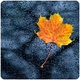 Logo de Radio Suite Network - Nature Radio Rain
