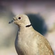 Logo de BirdsRelax