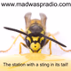 Logo de Mad Wasp Radio