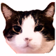 Logo de Kmeo The Meow