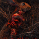 Logo de Necrophagus