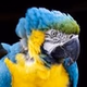 DJ Parrot Radio F.M 93.5 logo