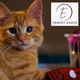Logo de Ernest Radio