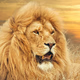 Logo de Lion FM Aruba