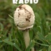 Logo de Dilligaf Radio