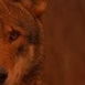 Red Wolf Country Radio logo