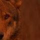 Logo de Red Wolf Country Radio
