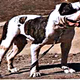 Logo de American Bulldog Radio
