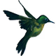 Logo de Hummingbird Radio