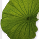 Logo de Blumen Maarsen Cam2